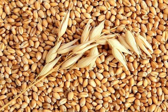 Ціни на фуражну пшеницю залишаються стабільними, а ціни на кукурудзу підвищились в усіх напрямка