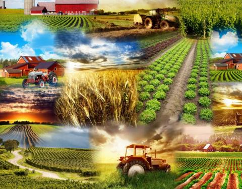 Затверджено форму бізнес-плану для фермерських господарств