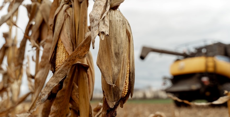Покупці неохоче закуповують кукурудзу в очікуванні стабілізації попиту ззовні — брокери