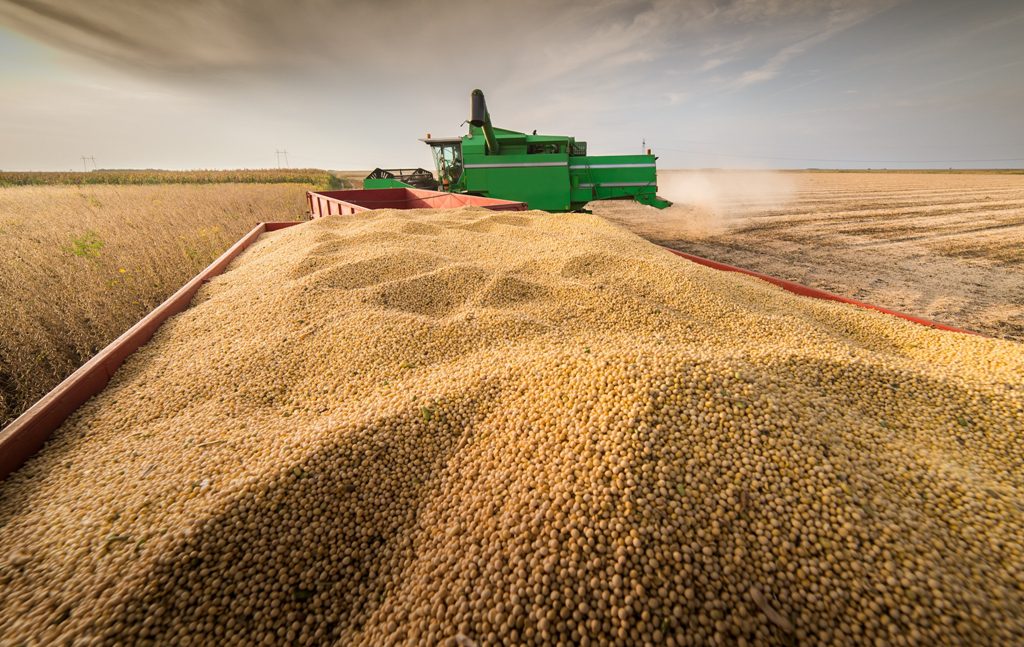 В Україні спостерігається ажіотажний попит на насіння сої