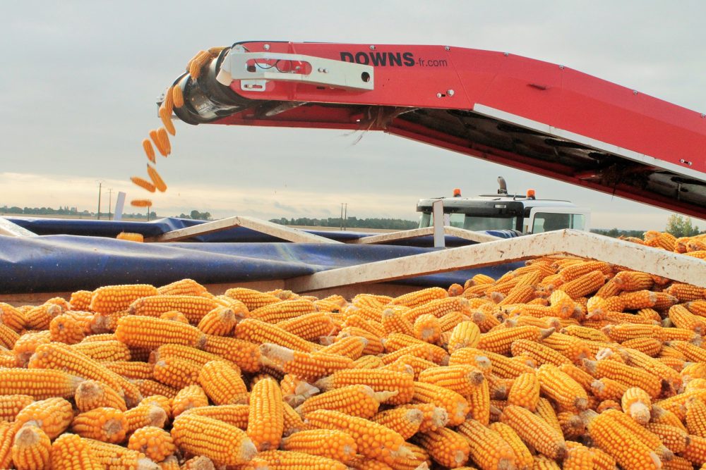 Обмежена пропозиція штовхає ціни на кукурудзу вгору