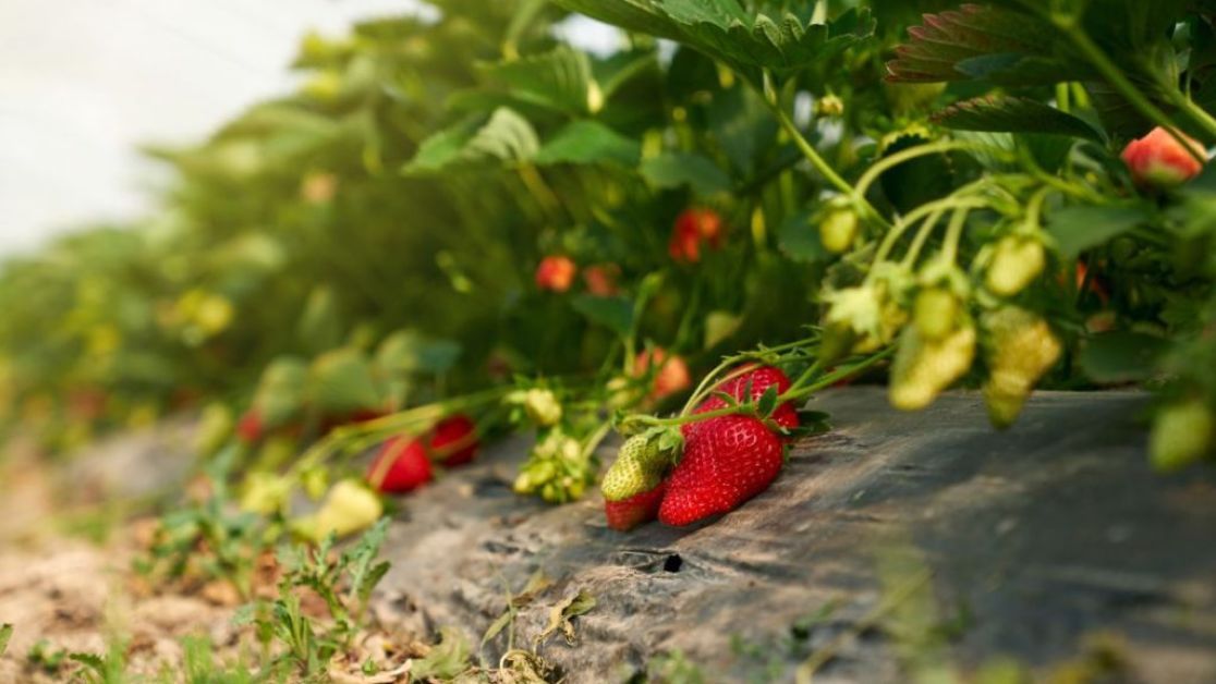 Чому біля полуниці варто вирощувати часник