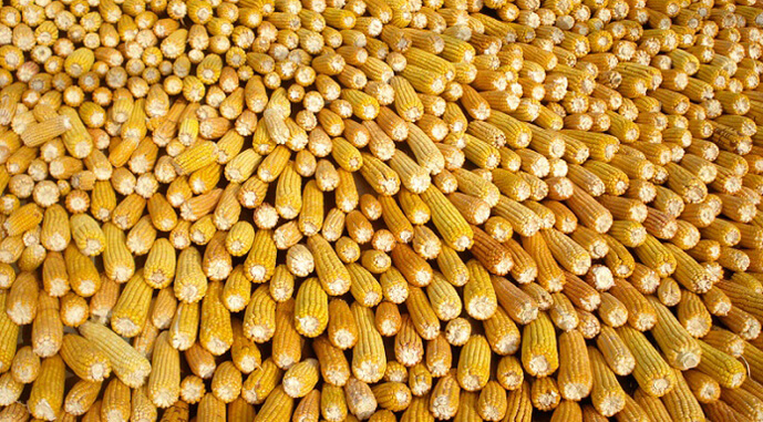 Кукурудза лідирує за ростом цін серед зернових культур
