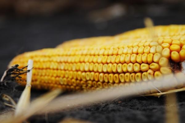 Аналітики прогнозують подальше подорожчання кукурудзи