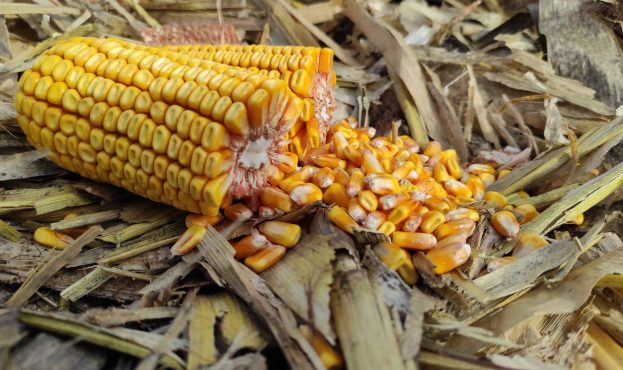 Ціни на кукурудзу в Україні зростають, хоча світові – знижуються