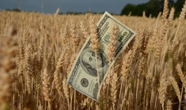 Озвучено ціни на новий врожай пшениці та ячменю