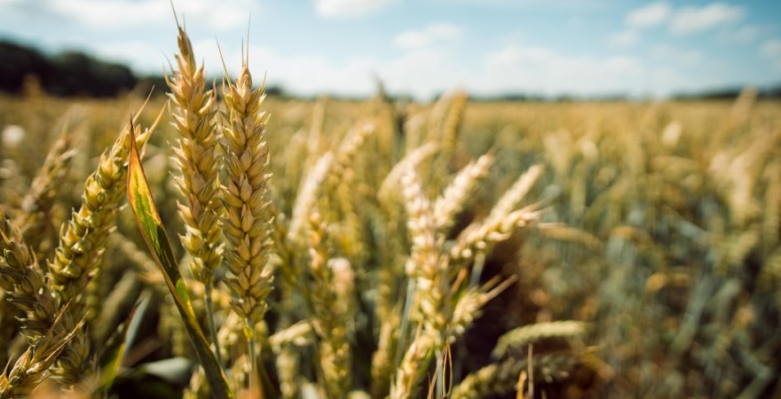 Озвучено ціни на новий врожай пшениці