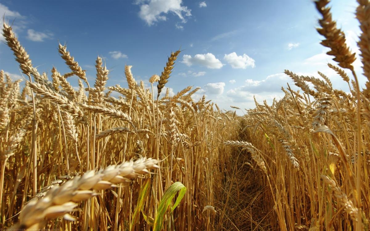 Ціни на українську пшеницю досягли цінового піка за період повномасштабної війни