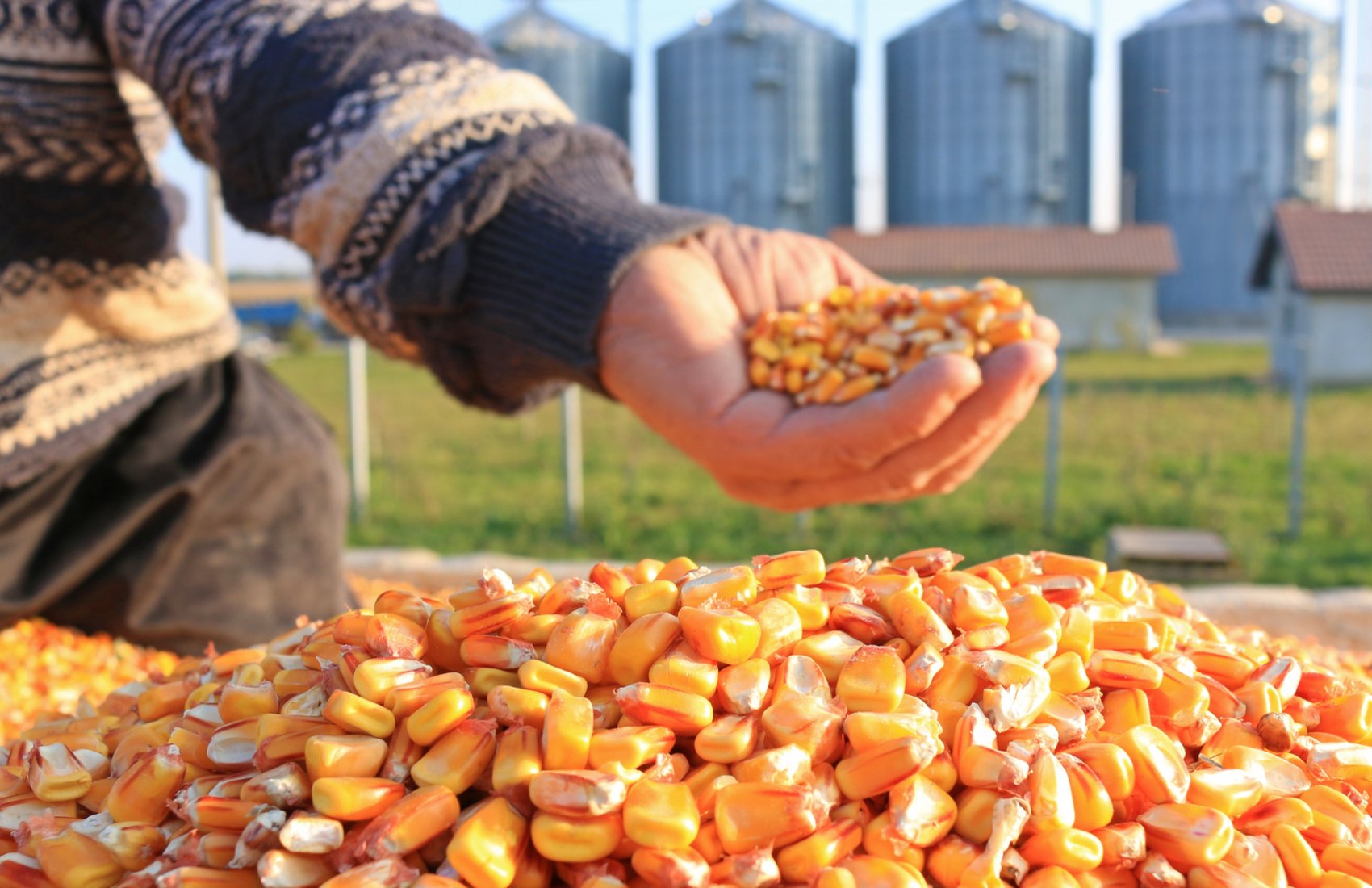 Ціни на новий врожай кукурудзи повернулись до рівня $175/т