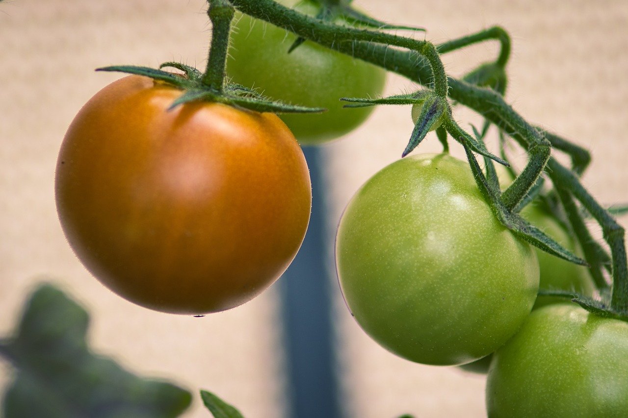 Бор та кальцій допоможуть помідорам витримати спеку