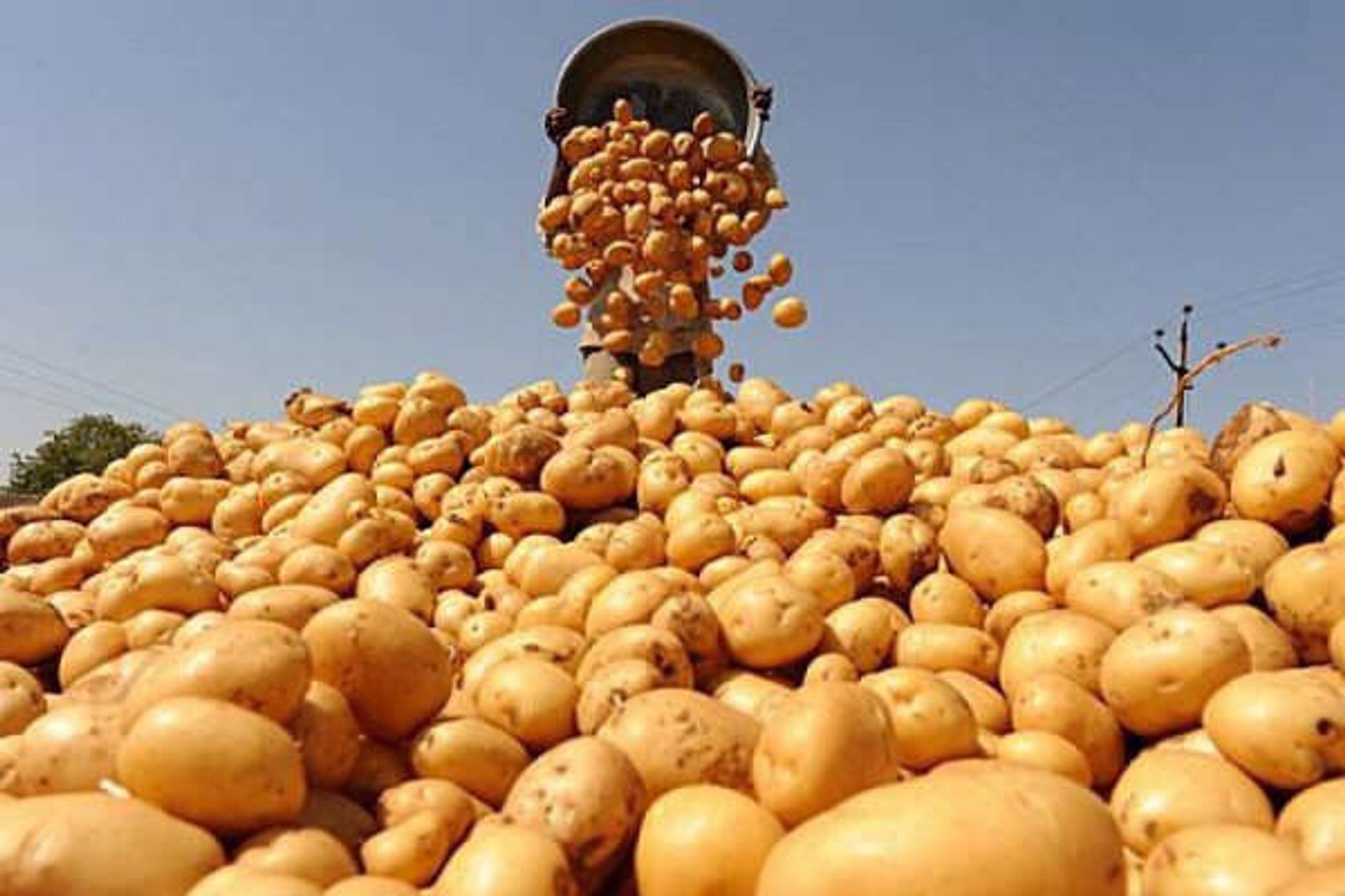 Спека змусила фермерів прискорити темпи збору картоплі